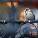 Birdsong and Victoria’s city soundscape