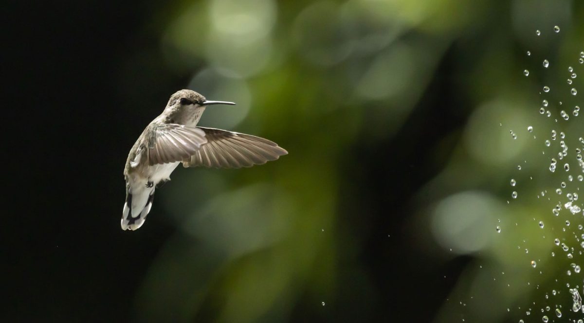 A hummingbird hovers beside some drops of water.